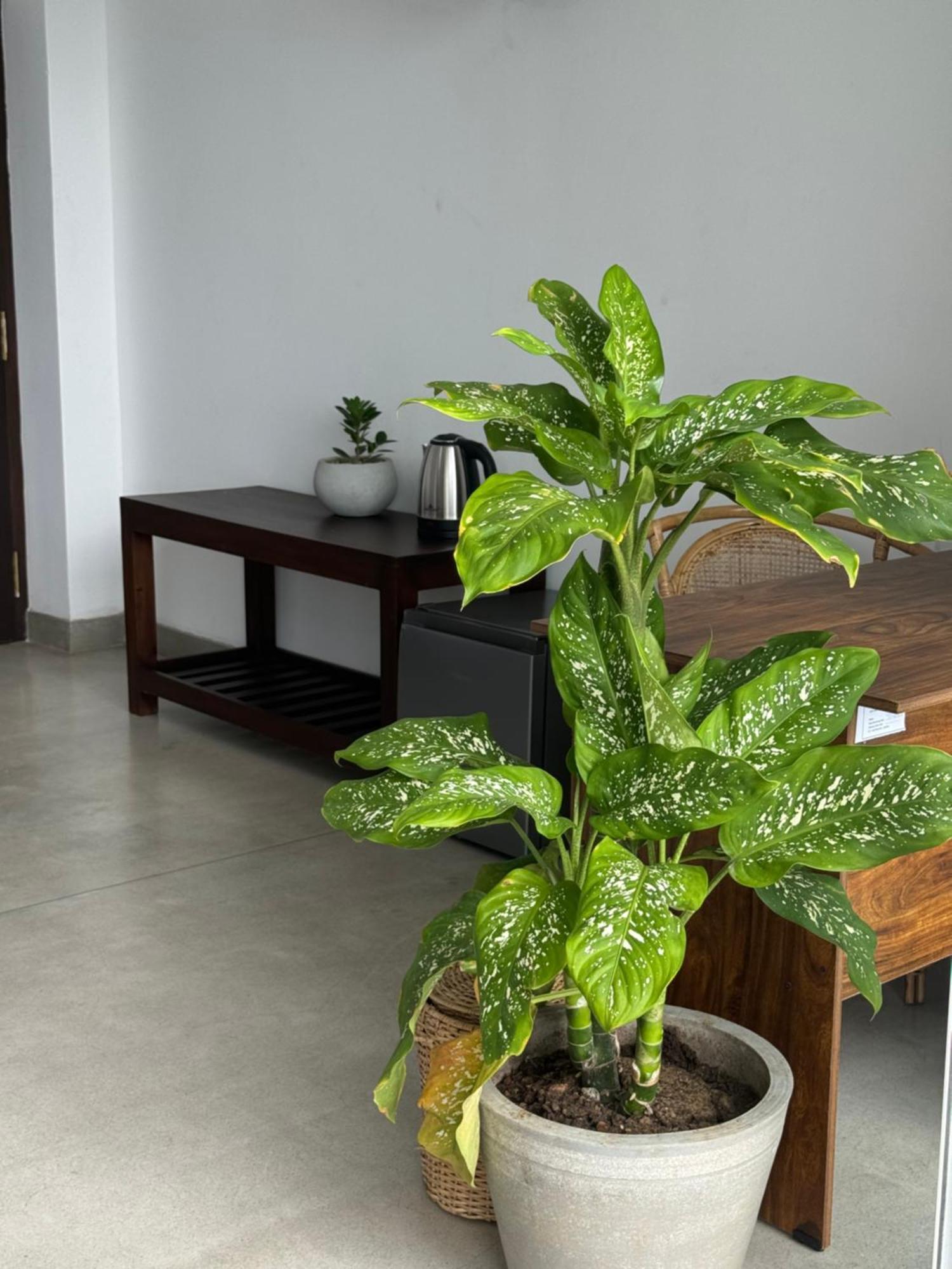 Sapiens Home - Weligama Bay מראה חיצוני תמונה